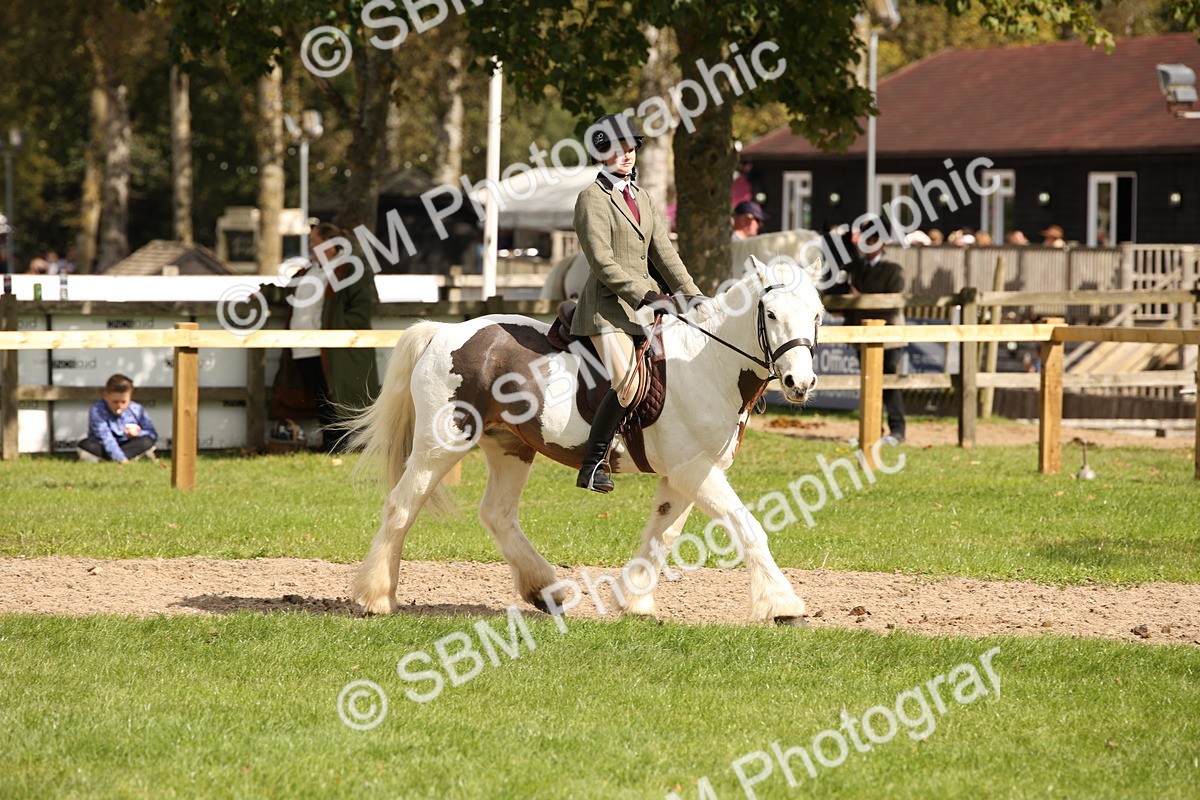 SBM_42286 - S13 - Pony Club Pony