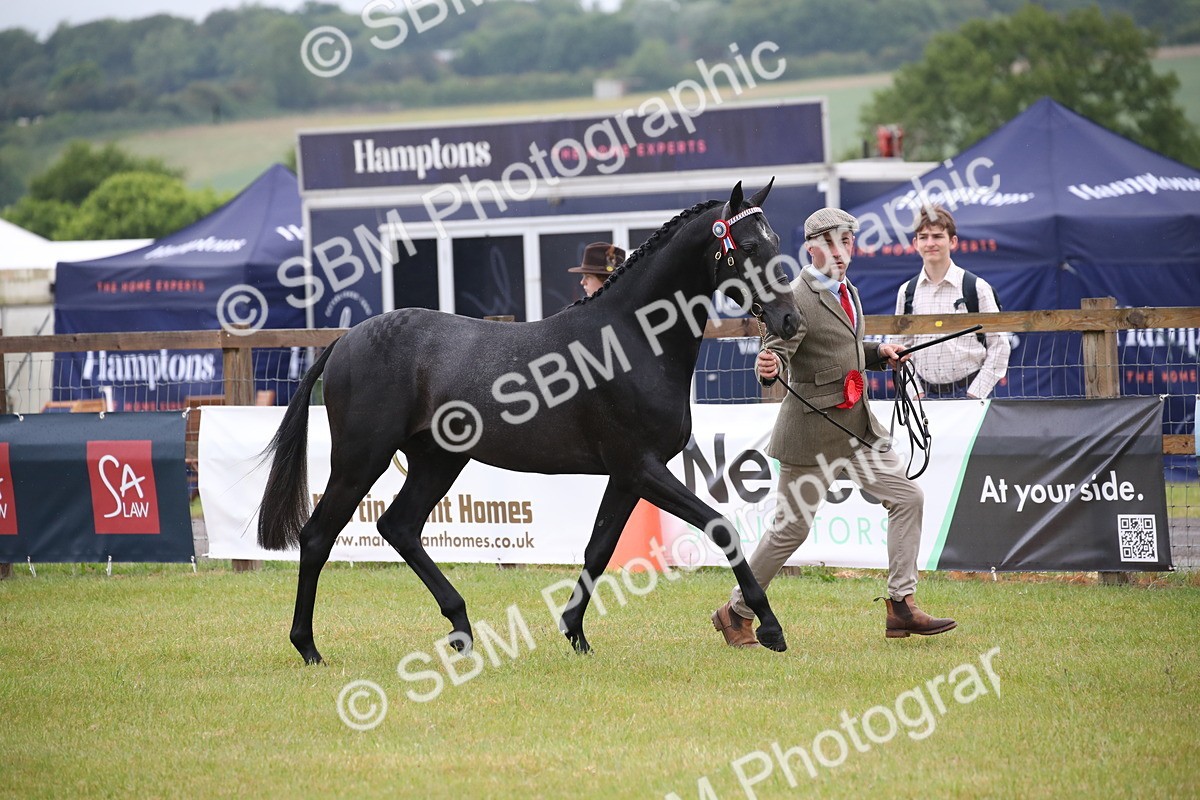 SBM_00096 - Class 17-20 - Arab & Part Bred - Anglo Arab In Hand
