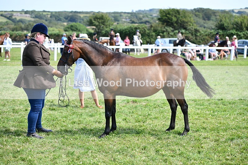 DSC_8355 - Class 68: Part Bred In Hand M & M