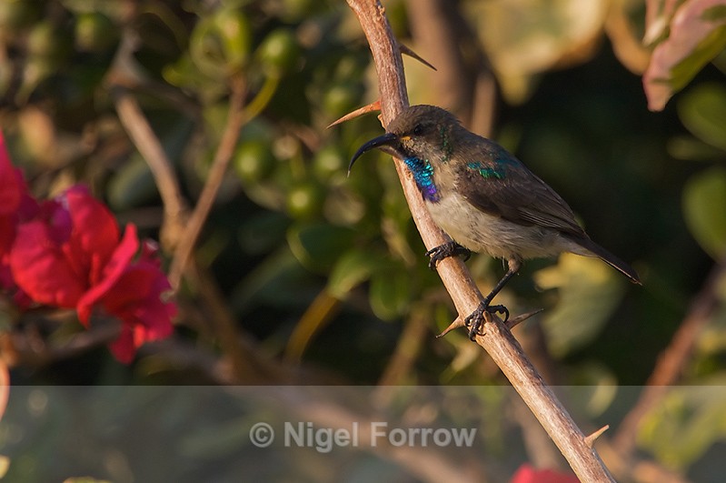White-bellied Sunbird (immature male) perched on a branch - White-bellied Sunbird
