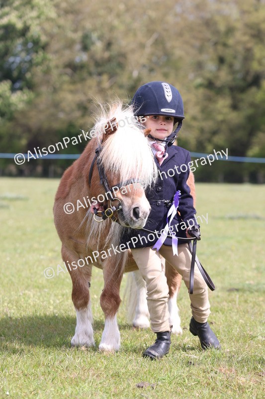 20260426-3147 - Class 26 - Shetland Ponies and Minitures