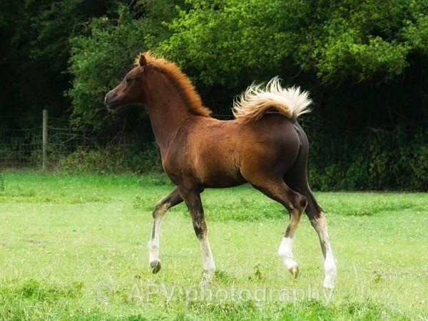  - Horses'n'Ponies