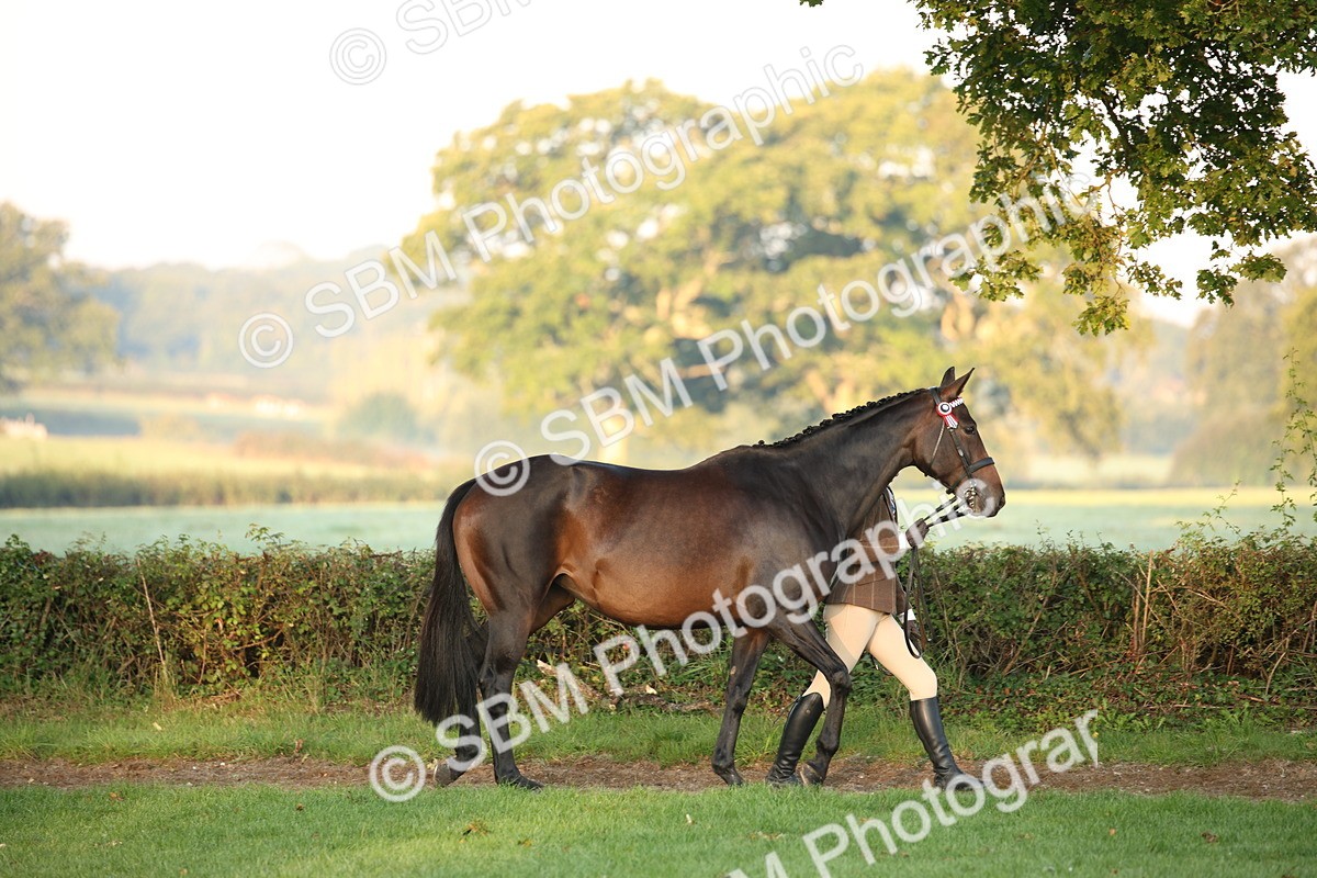 SBM_56791 - S49 - Riding Horse & Hack & Thoroughbred In Hand
