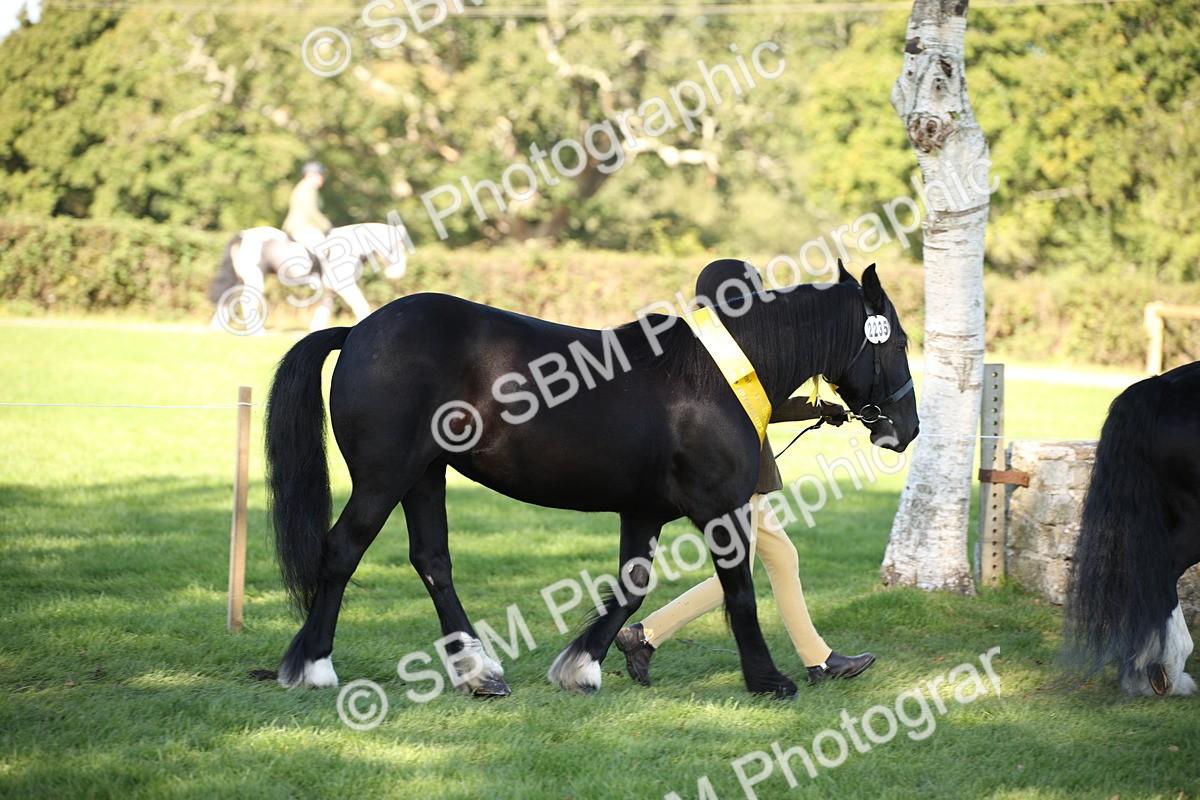 SBM_36695 - S10 - Best In Hand Horse & Pony