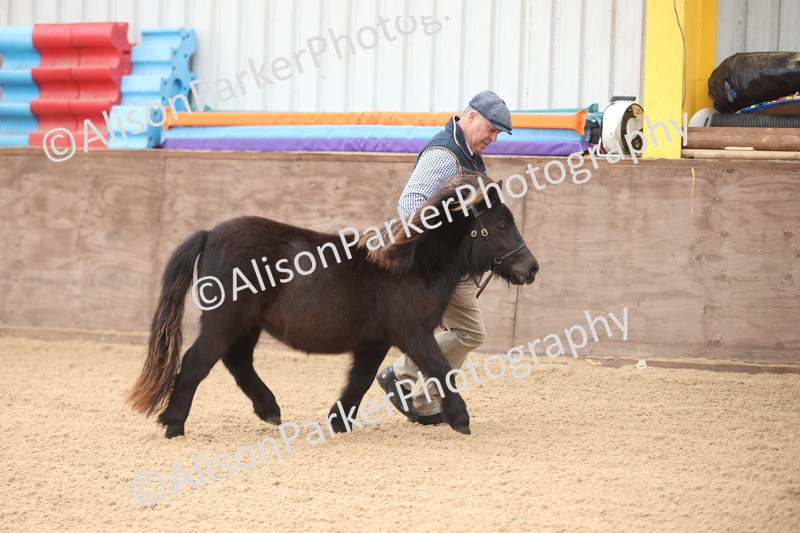 20251109-0005 - Class 2 - Yearling, Colt, filly or gelding