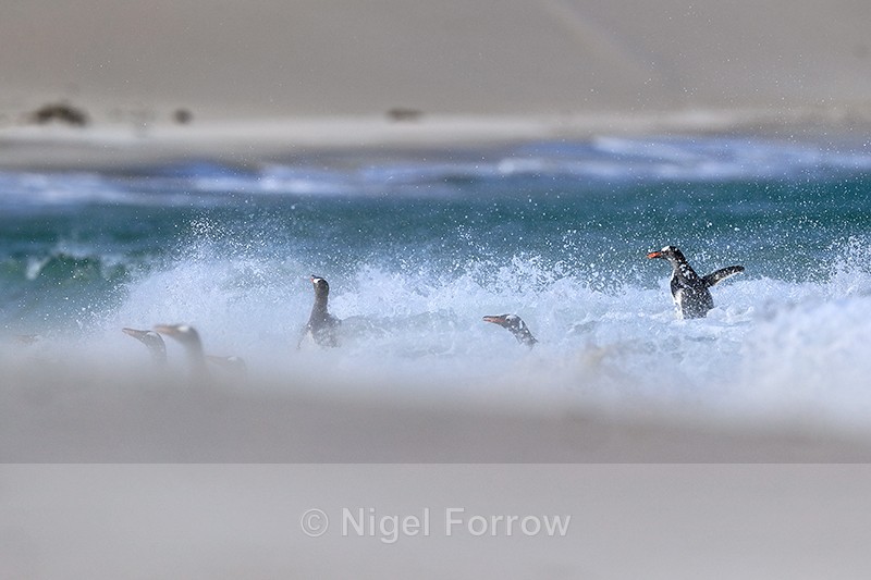 Gentoo Penguin jumps above surf, Carcass Island, Falklands - Gentoo Penguin