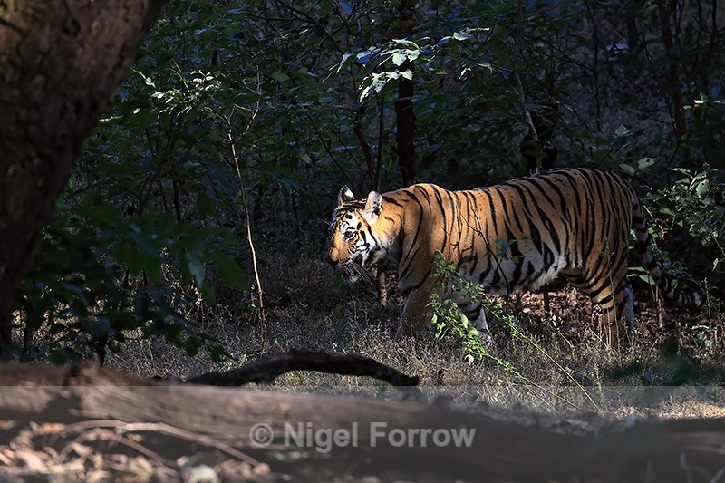 Tigress sunlit in forest, Bandhavgarh Reserve, Madhya Pradesh, India - Tiger