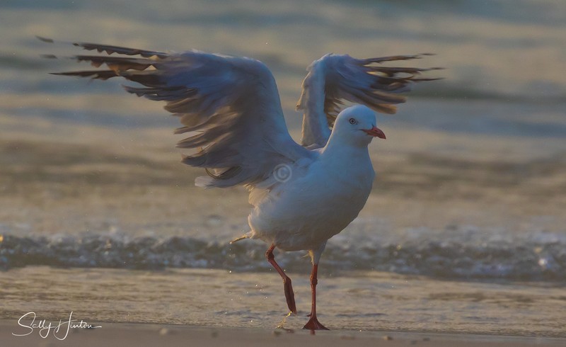 Gull Sunrise Dance 5