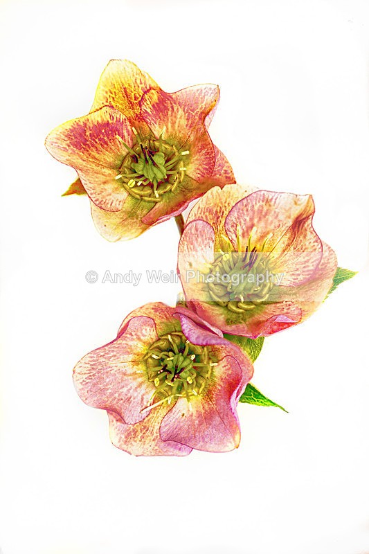 Helleborus - Plants & Flowers