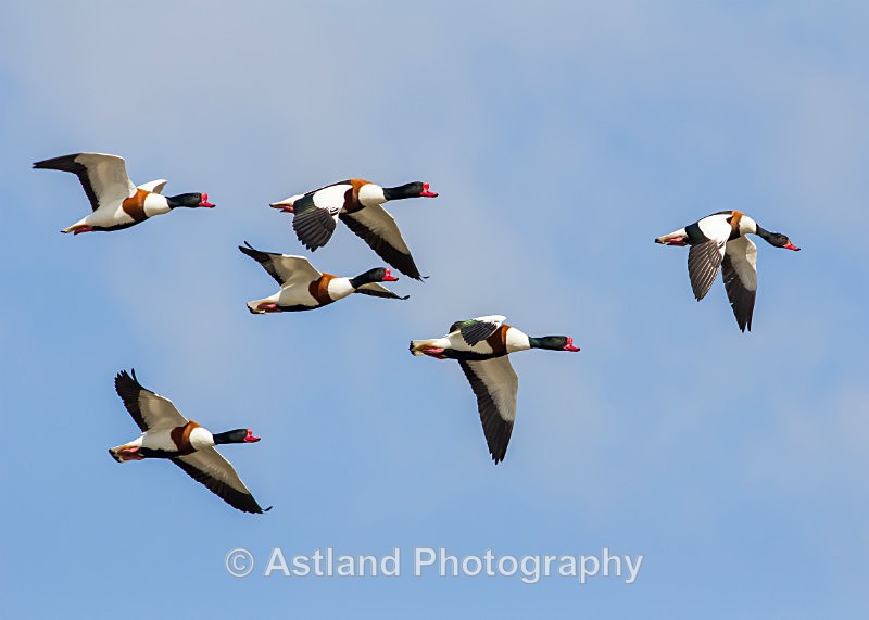 Astland Photography, Bird and Wildlife Images, Susan and Peter Wilson, U.K.