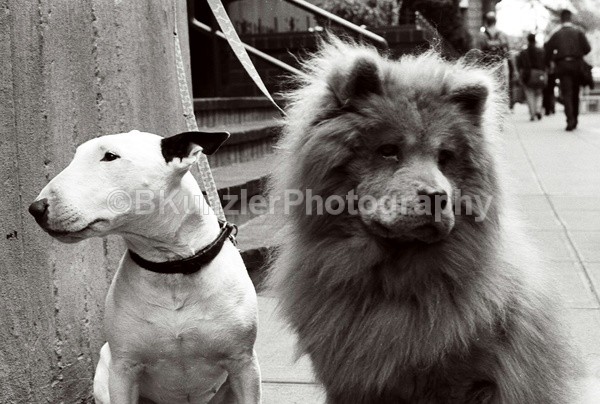  - Animals