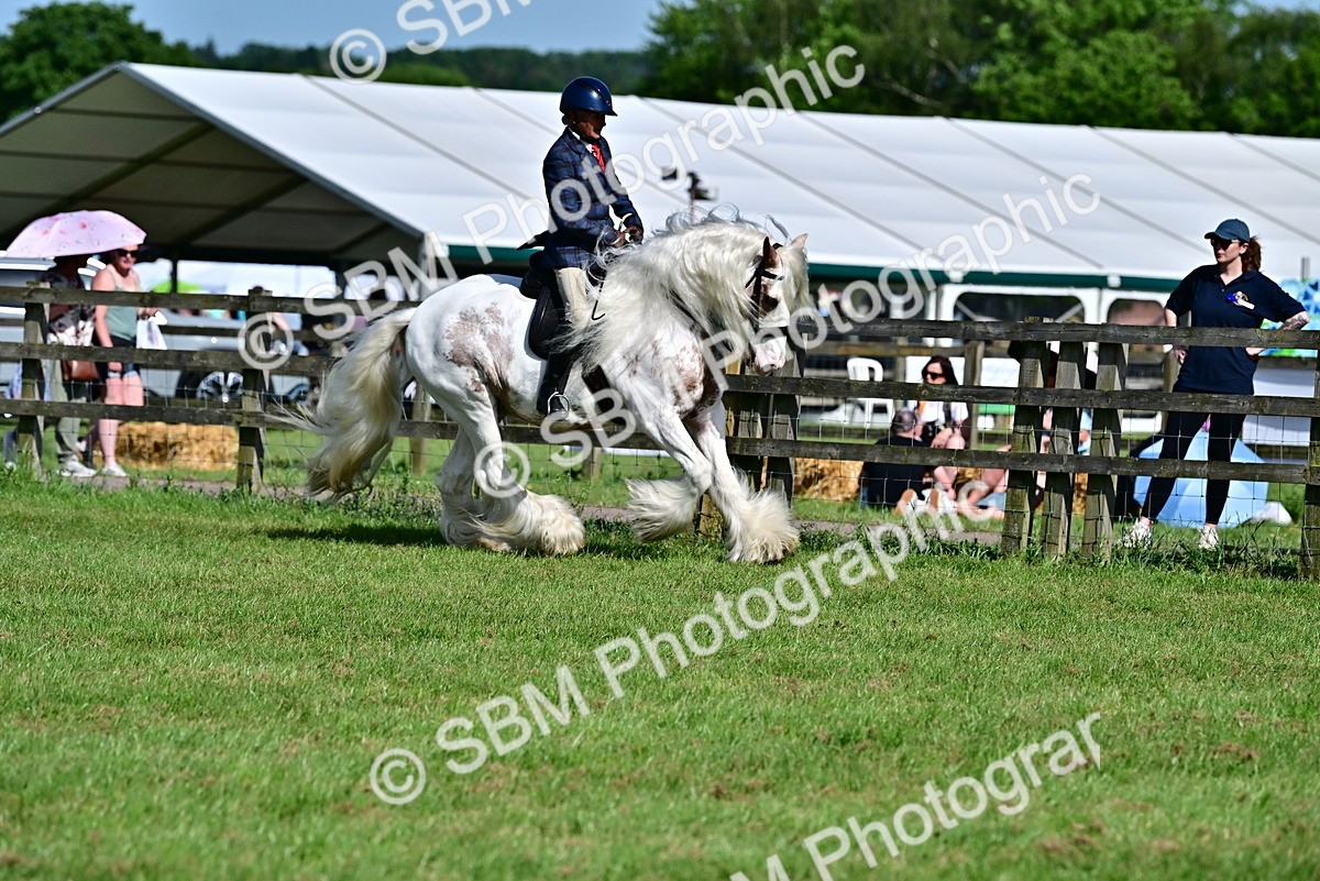 SBM_09385 - Class 63-65 - Traditional Gypsy Cobs In Hand & Ridden