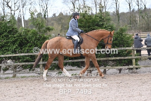 BPP_7493 - RING 1  (RIDDEN HORSES / IN HAND / VETERAN ETC)