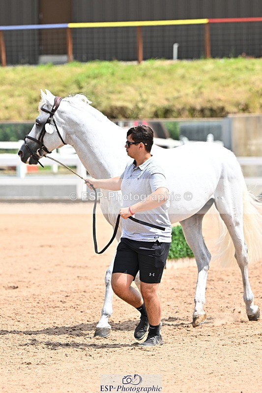 240718A-105306-01576 - Trot Up 1pm to 2pm