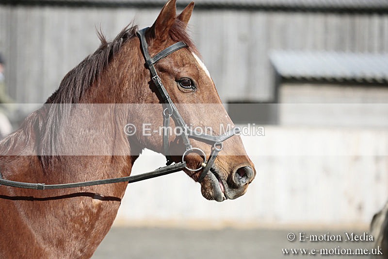 BVRC SJ 170319 76 - Bourne Valley Riding Club Showjumping 17/03/19