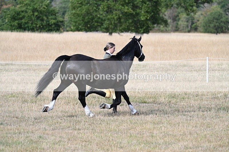 WJ7_8239 - In-hand Championship