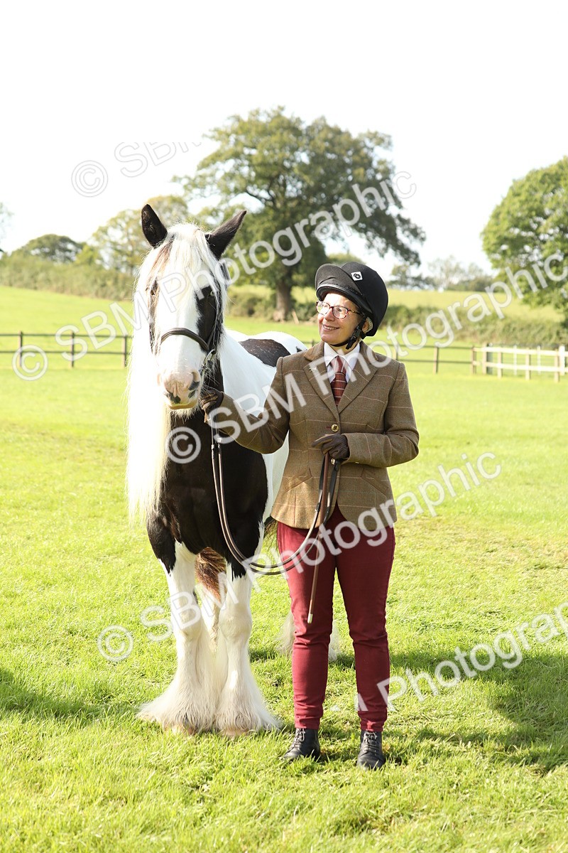 SBM_61012 - S43 - Coloured Pony In Hand