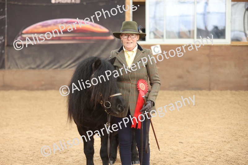 20251109-0085 - Class 4 - Stallions 4 Years and over