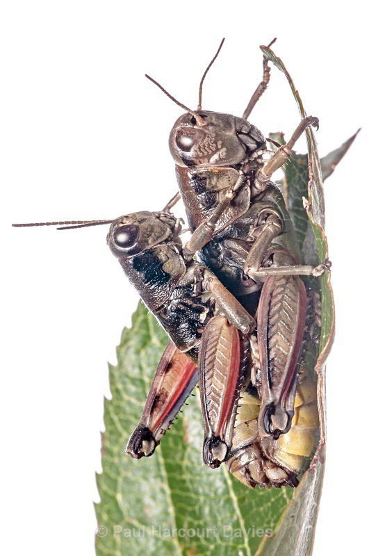 Brown Mountain Grasshoppers (Podisma pedestris) - Small Creatures - WB