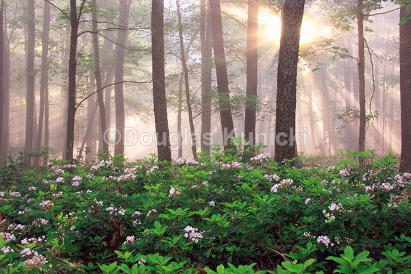 Morning Glory - Allegheny National Forest