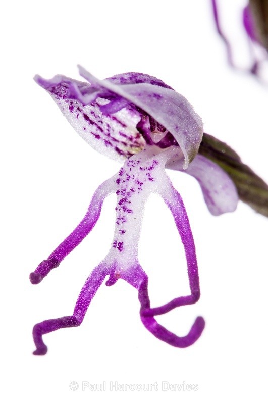  - WB: Orchids - Orchis