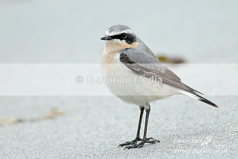 Wheater 290313 4 - Nature