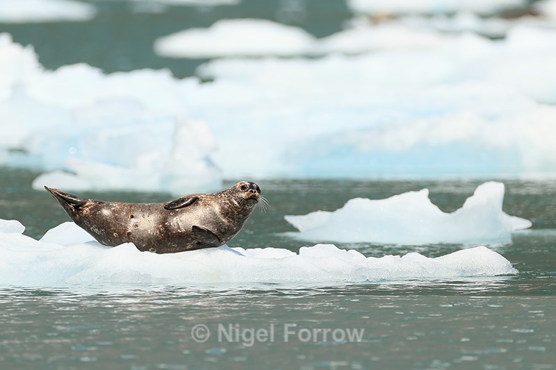 Harbour Seal (female) on ice, Surprise Inlet, Alaska - Seal