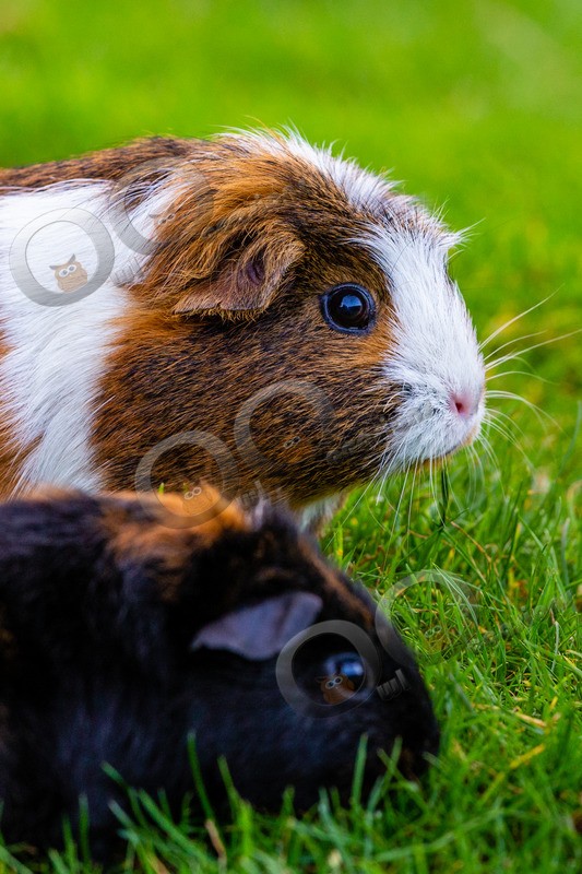 guinea pig cavia porcellus-1277 - Pet Photography