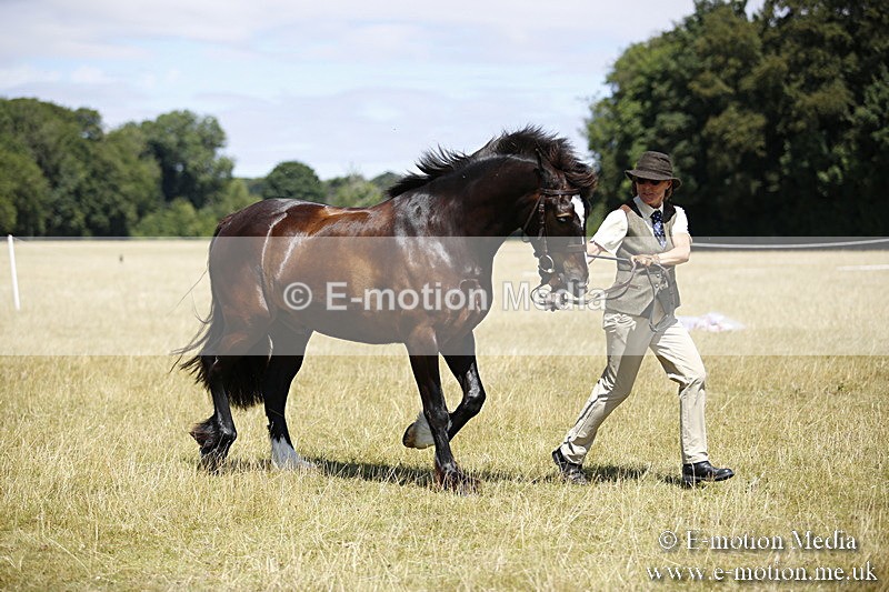 _C7A0075 - BVRC Sow 2018 Ring 2