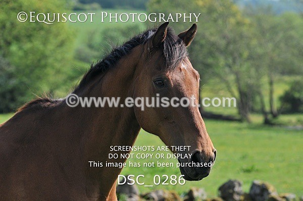 DSC_0286 - ARCHIVE REQUEST - Quincy and Guinness