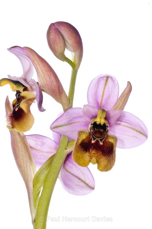  - WB: Orchids - Ophrys
