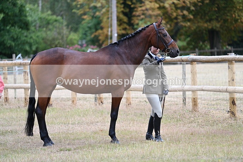WJ7_8946 - Class 4a Prettiest Mare 14.2hh and over