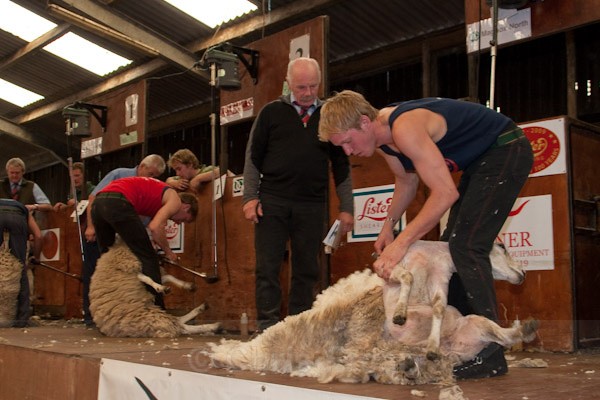 33 - Shearing Competition