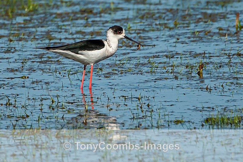 Black-winged Stilt - Birds