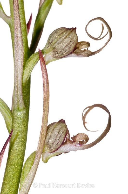  - WB: Orchids - Various