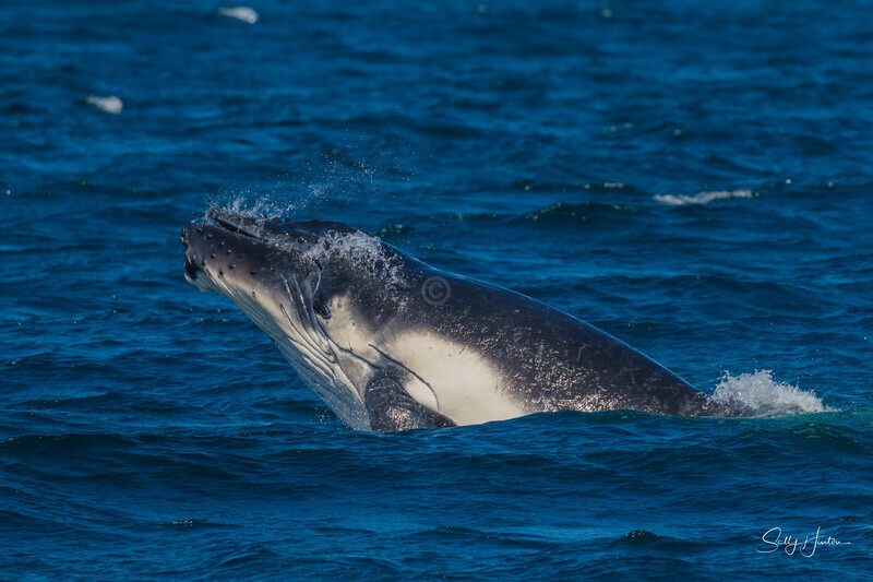 Humpback Calf head-lunge 4. 0A3A9313 - 2025 Whales