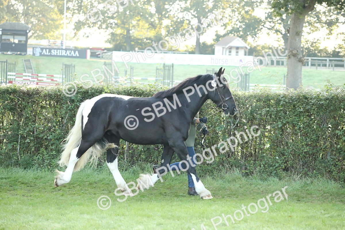 SBM_57782 - S42 - Youngstock