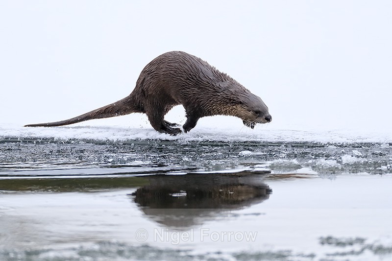 River Otter begins dive, Yellowstone National Park - Otter