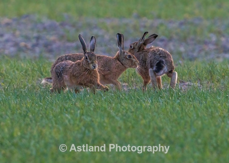 Brown Hares - Latest Images