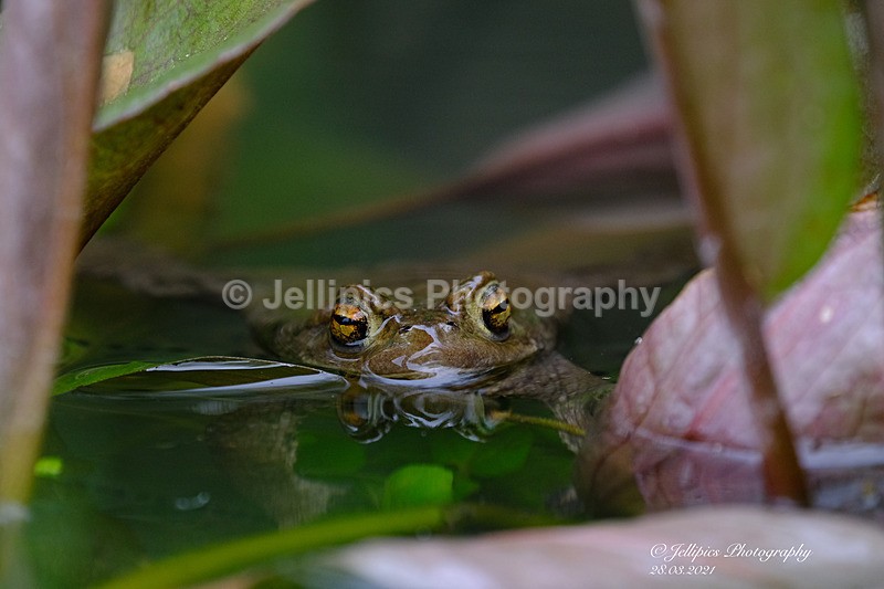  - Wildlife and Nature