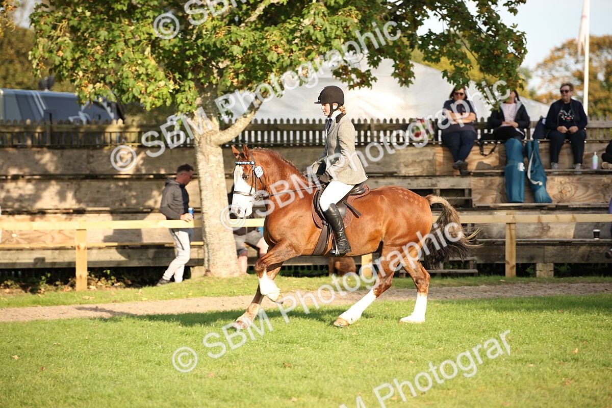 SBM_54338 - S27 - Mature Veteran - Ridden