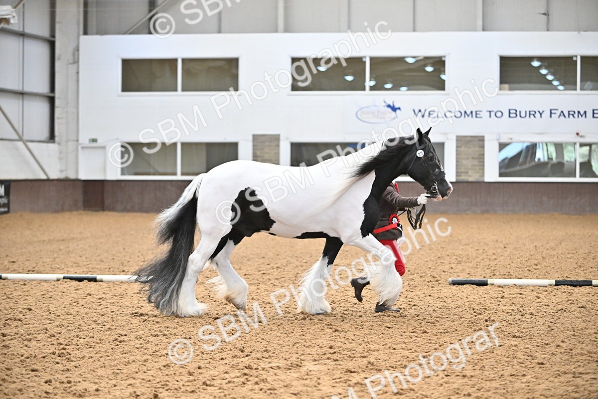 SBM_000726 - Class 14 - SSADL In Hand Championships