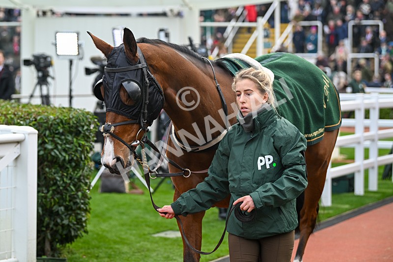 161124-Race 4-Paddock-Janidil-0130 - Race 4