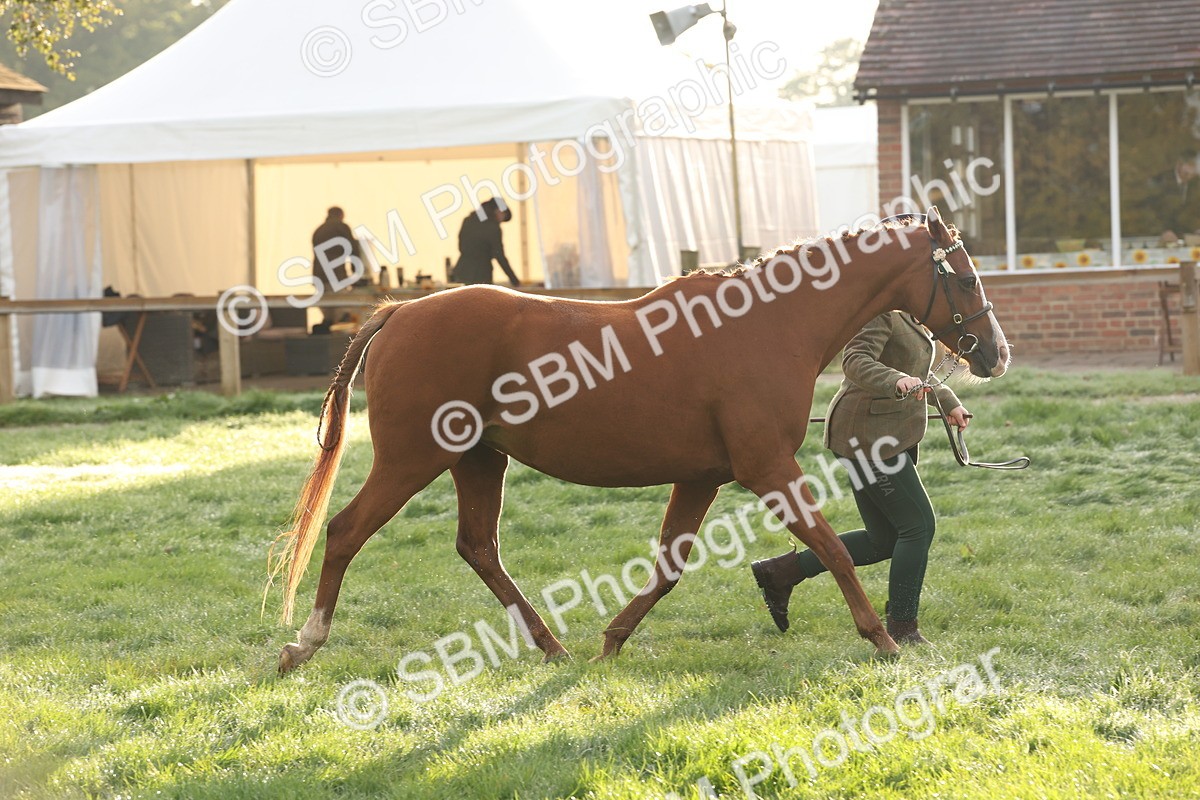 SBM_54433 - S51 - Foreign Breeds In Hand