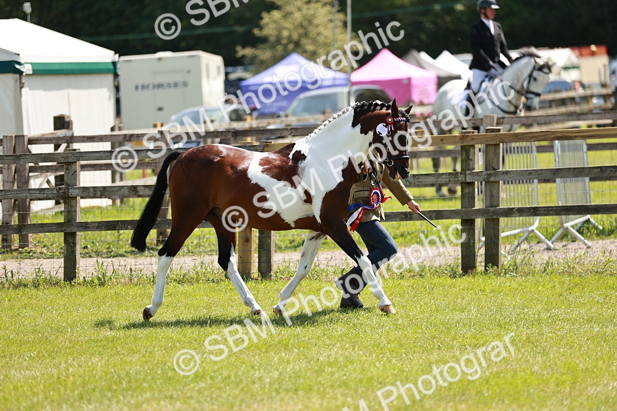 SBM_05491 - Class 41-45 - Riding Pony-Hunter Pony Breeding