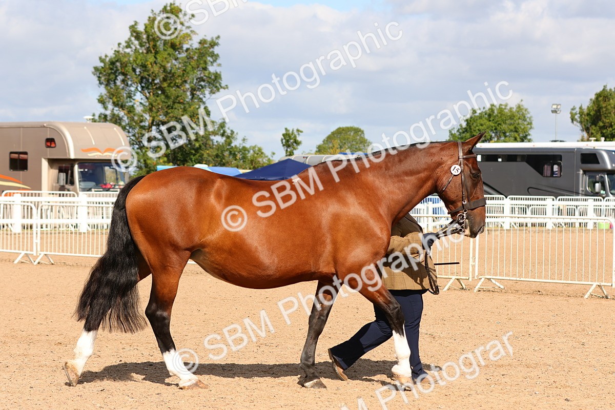 SBM_11156 - Class 208 - IH Veteran Horse
