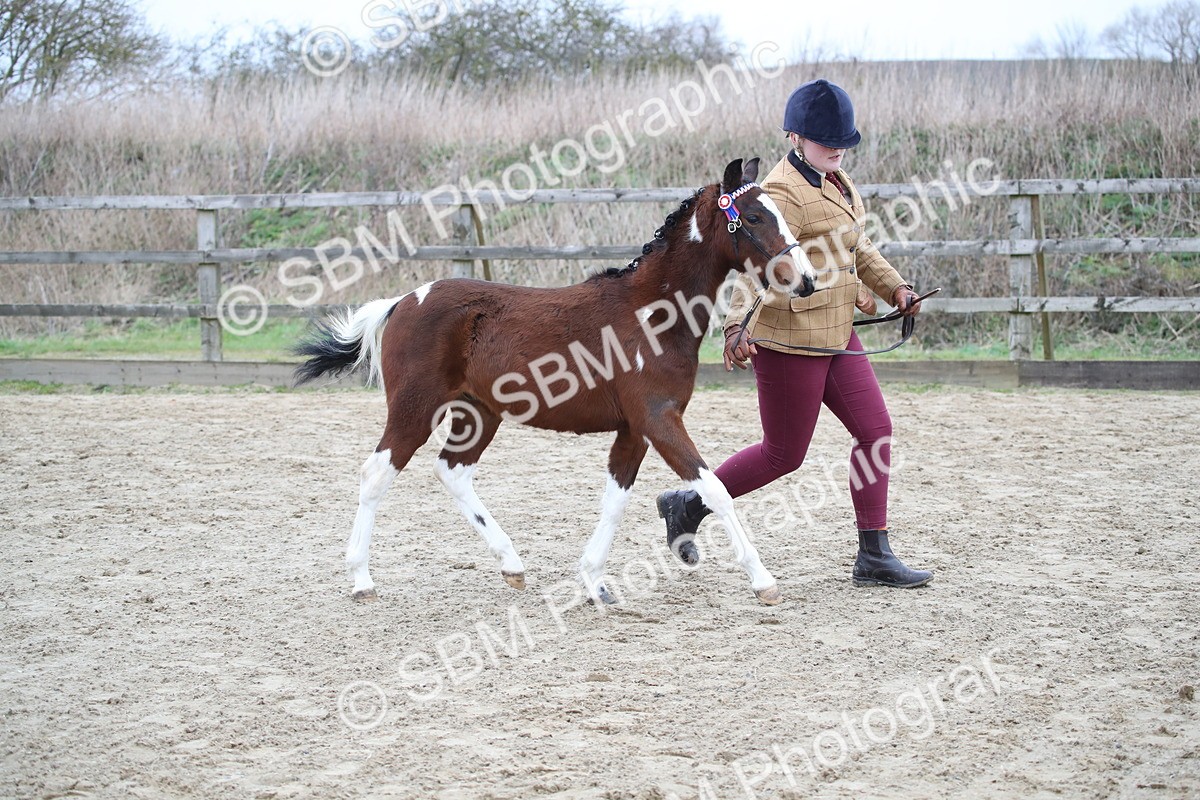 SBM_004574 - Class 5-9 - NPS In Hand-Show Hunter-Intermediate Ridden Inc Ridden Championship