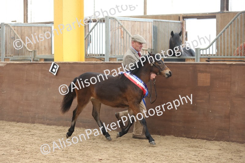 20251109-0720 - Championship