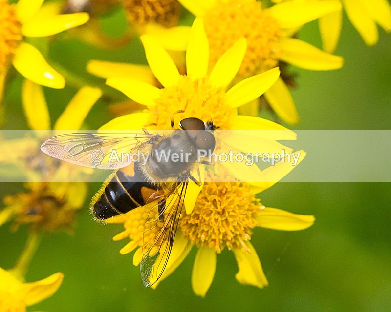 20150802-3K8A9185 - Insects