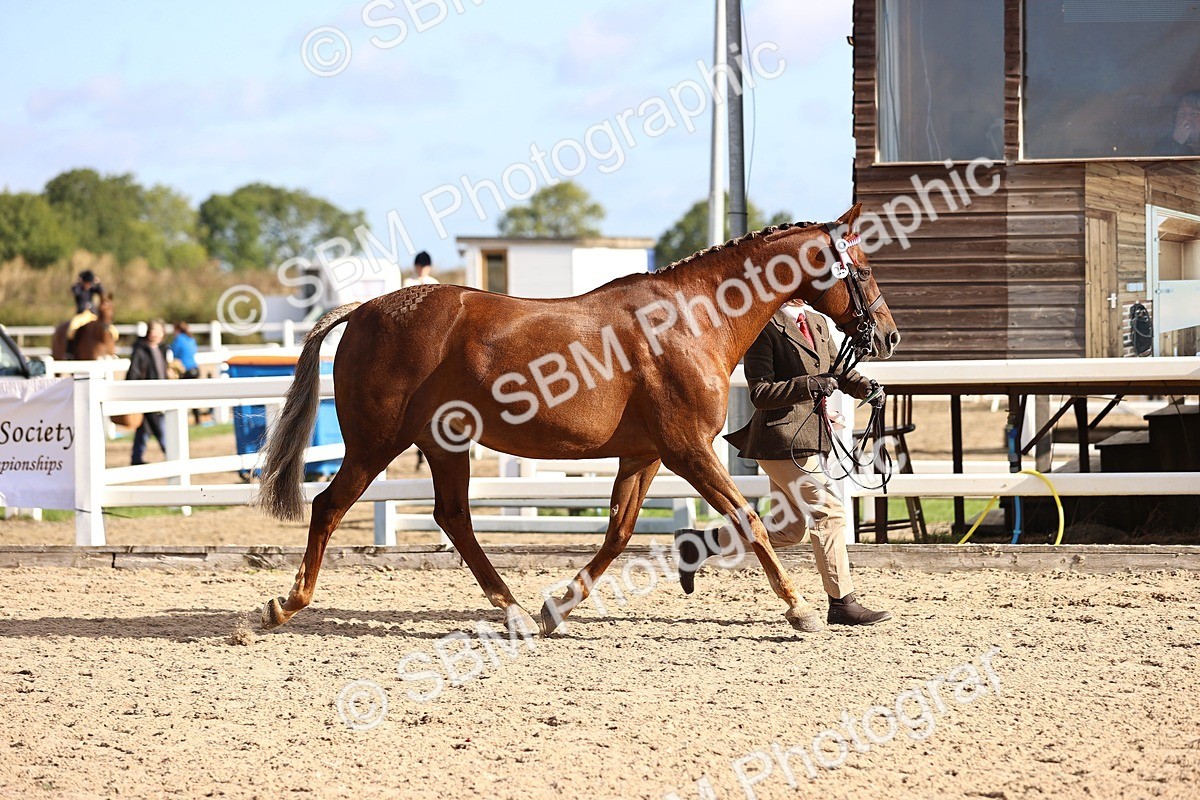 SBM_08555 - Class 402 - IH Veteran Pony